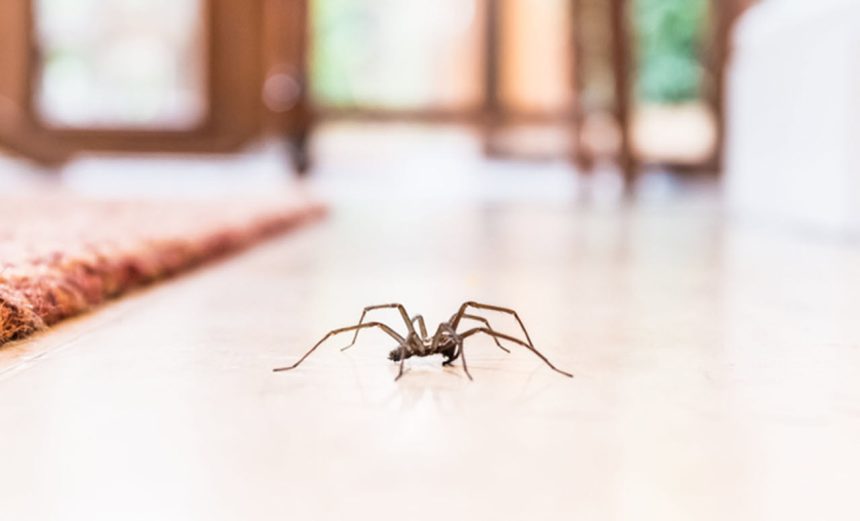 با 7 روش فراری دادن عنکبوت‌ ها آشنا شوید
